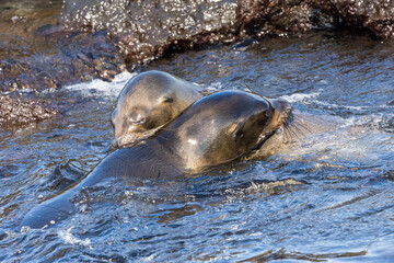 seals in the water