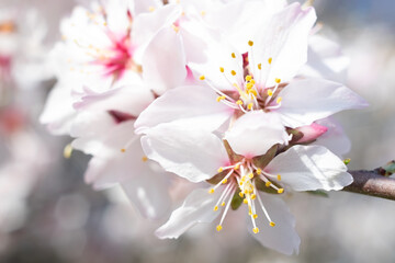 Cherry blossom close up view with bokeh.