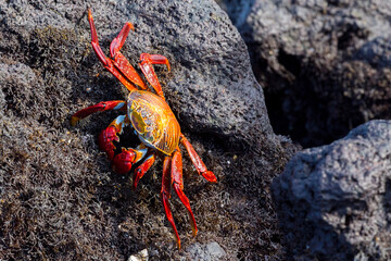 sally lightfoot crab on the  rocks