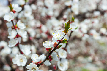 blooming cherry tree or prunus closeup. springtime greeting card. space. spring and easter concept