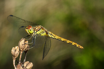 Dragonflies Macro photography in the countryside of Sardinia Italy, Particular, Details