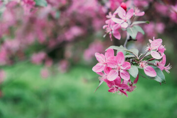 Spring flowers banner. Spring renewal, nature in spring, flowers, blooming, new life, pink flower, sakura blossom