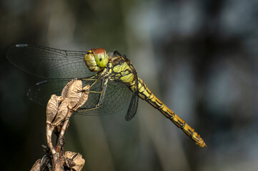 Dragonflies Macro photography in the countryside of Sardinia Italy, Particular, Details