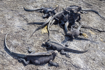 galapagos  marine iguanas