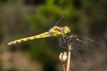 Dragonflies Macro photography in the countryside of Sardinia Italy, Particular, Details