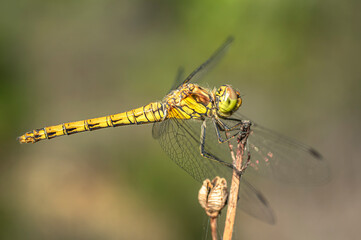 Dragonflies Macro photography in the countryside of Sardinia Italy, Particular, Details
