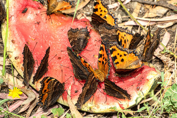 Butterfly Nymphalis Polychloros, Multicolored Nymph, Photographed in Sardinia