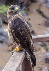 galapagos hawk, full body