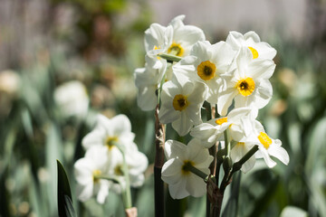 Narcissus multiflorous (Tazetta) - spring white flowers, background. Blooming unusual daffodils