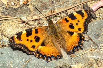 Butterfly Nymphalis Polychloros, Multicolored Nymph, Photographed in Sardinia