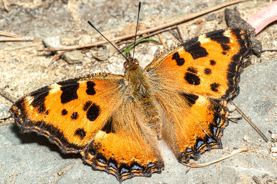 Butterfly Nymphalis Polychloros, Multicolored Nymph, Photographed in Sardinia