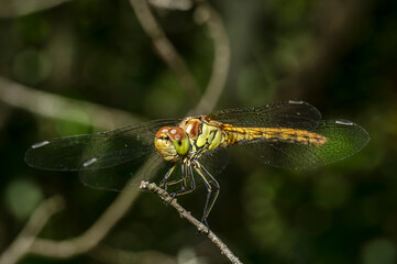 Dragonflies Macro photography in the countryside of Sardinia Italy, Particular, Details