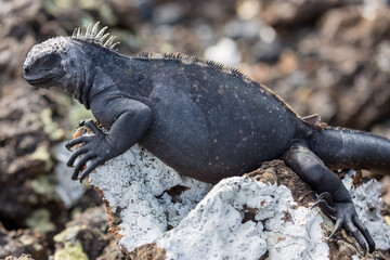 iguana on rock