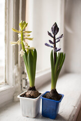 two hyacinth bulbs with flowers stand on the background of craft boxes and bloom
