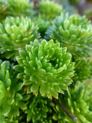 Fototapeta na wymiar Close up of a group of succulents