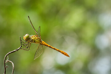 Dragonflies Macro photography in the countryside of Sardinia Italy, Particular, Details