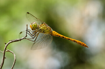 Dragonflies Macro photography in the countryside of Sardinia Italy, Particular, Details