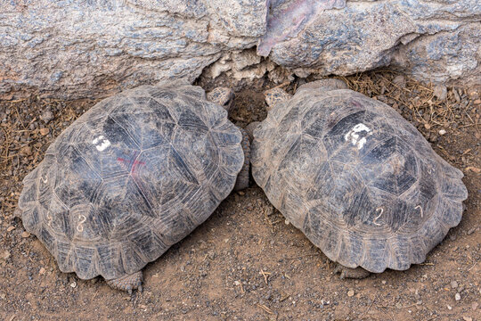 2 Galapagos Tortoises