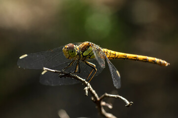 Dragonflies Macro photography in the countryside of Sardinia Italy, Particular, Details