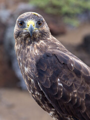 galapagos hawk, head