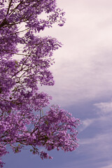 Blooming trees 