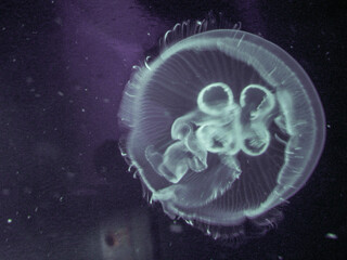 jellyfish in aquarium