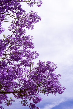 blossomed jacaranda 