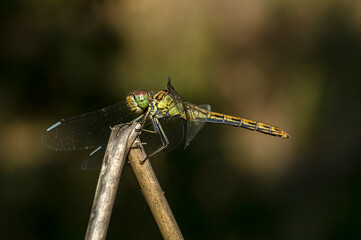Dragonflies Macro photography in the countryside of Sardinia Italy, Particular, Details