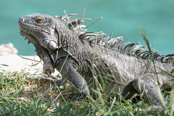 Leguan im Gras