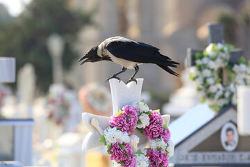 Friedhof - Griechenland - Vogel auf Grab
