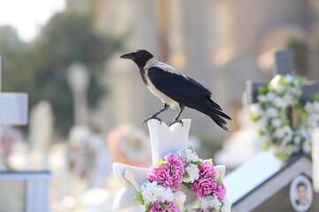 Friedhof - Griechenland - Vogel auf Grab