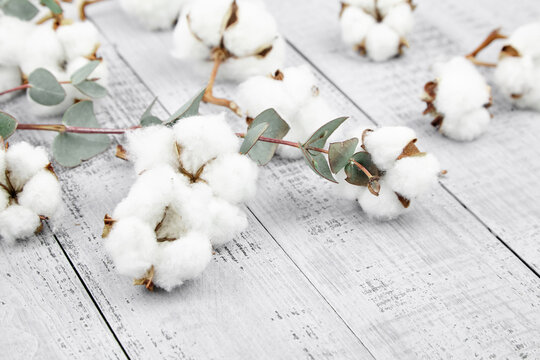 White cotton flowers and green eucalyptus leaves on grey wooden background