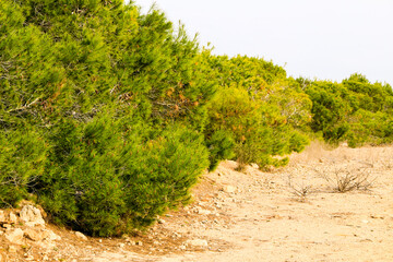 Countryside landscape with native bushes and conifers