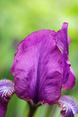 Surface of purple iris petals.