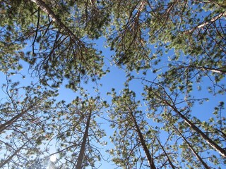 branches against sky