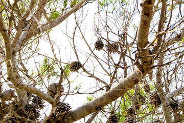 Pinus Halepensis in the mountain in Alicante