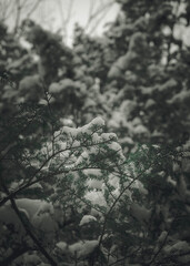 snow covered trees