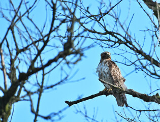 Hawk on Tree Branch