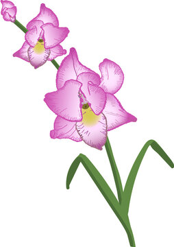 Gladiola 1
