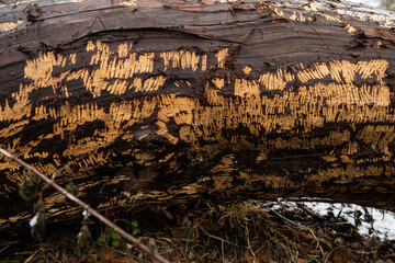 Beaver teeth marks on a fallen tree.