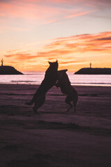 dogs at sunrise