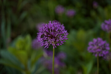 Decorative bow Allium close-up, a violet flower in the form of a ball. Horizontal orientation.