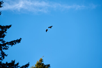 Eagle and hawk fighting in the sky over Vancouver Canada on a clear winter day. 