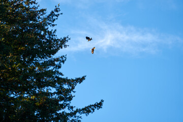 Eagle and hawk fighting in the sky over Vancouver Canada on a clear winter day. 