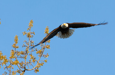 bald eagle in flight
