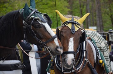 Fototapeta premium Pferd, Pferde, braun, Liebe, horse, braun
