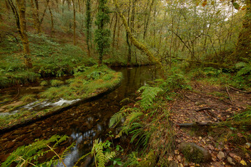 Fototapeta premium Narrow path of red leaves next to a small river in the middle of a beautiful forest in the area of Galicia, Spain.