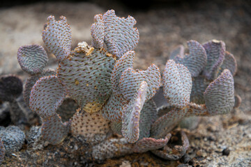 cactus in the desert