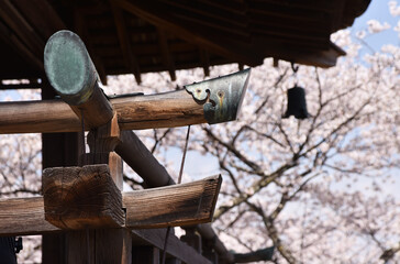春の三井寺　観月舞台と桜　滋賀県大津市