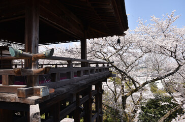 Obraz premium 春の三井寺 観月舞台と桜 滋賀県大津市